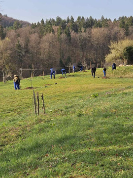 Sajenje dreves na Lansprezu